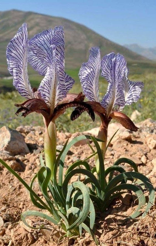 Iris Paradoxa Forma Choschab