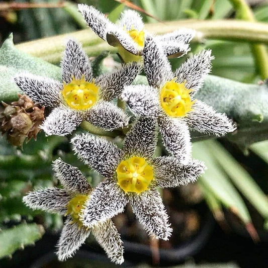 Snowy Bear 🧸Carrion Flower Succulent - Caralluma burchardii - Rare 'Succulent' Seeds - White Carrion Flower, African Cactus, Desert Succulent