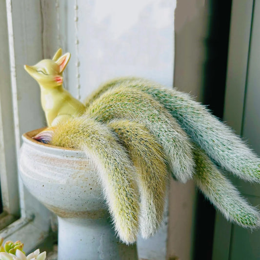 Nine-Tailed Fox Succulent