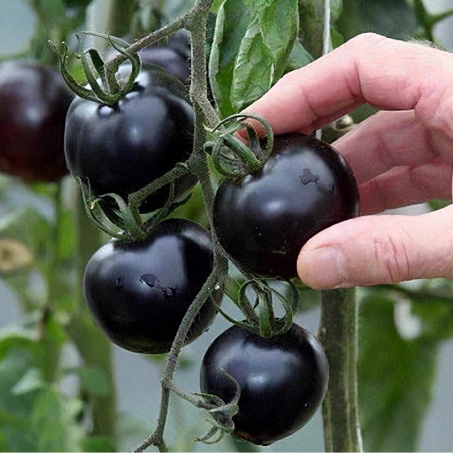 The most popular fruit🏆-Black Pearl Tomato🍅