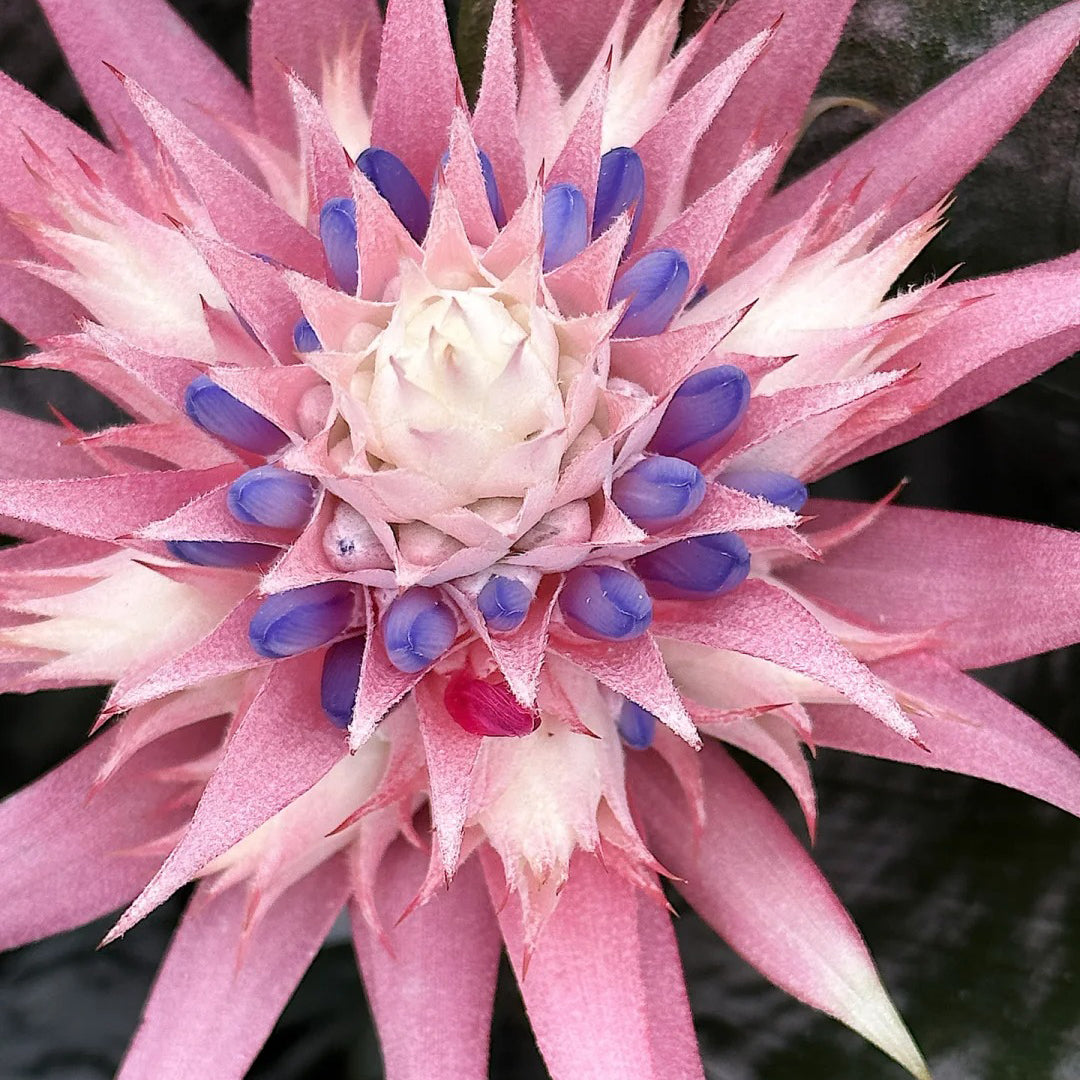 Aechmea Fasciata seeds