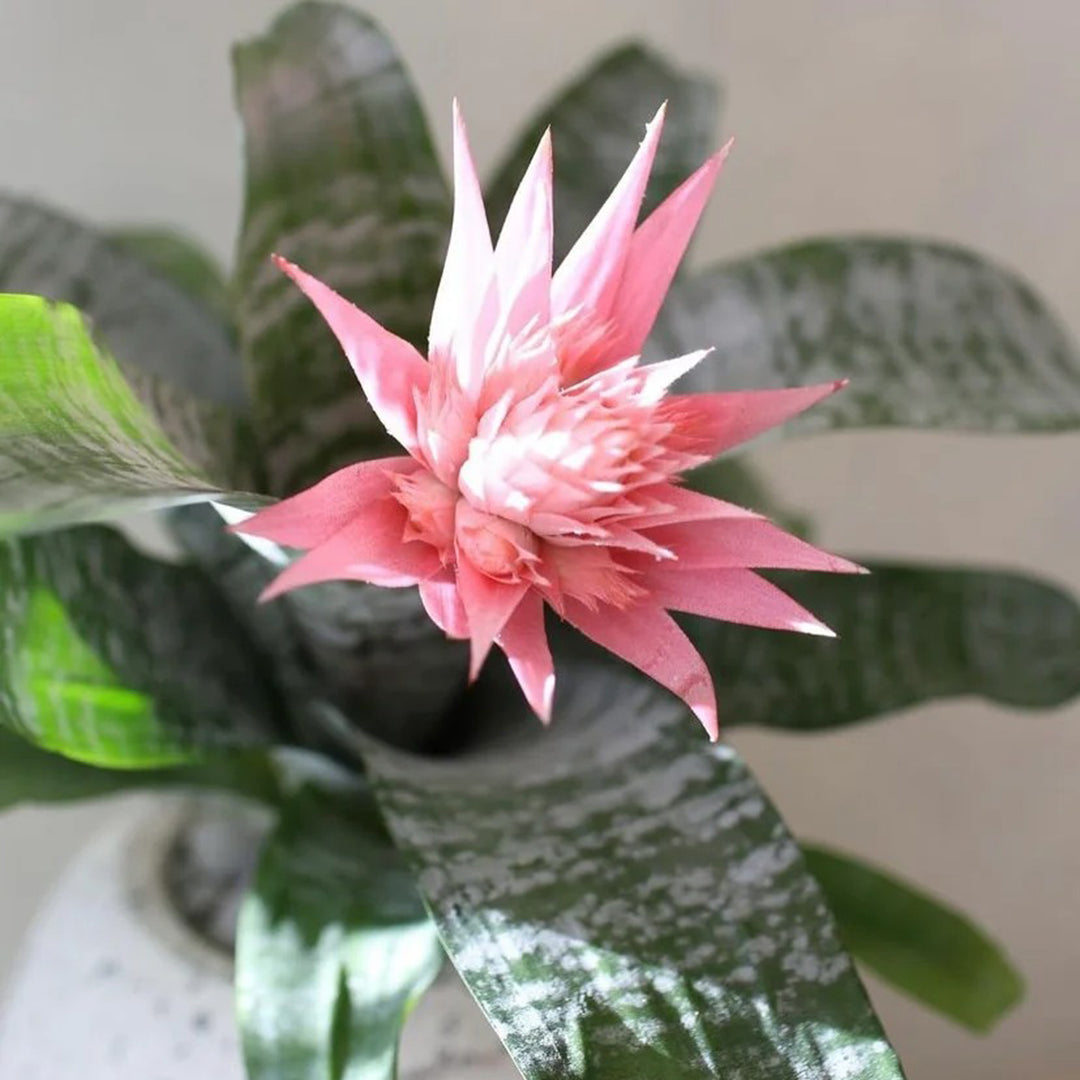 Aechmea Fasciata seeds