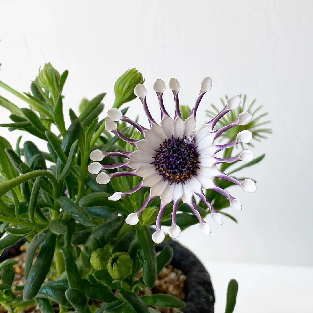 African Daisy Mixcolor Seeds