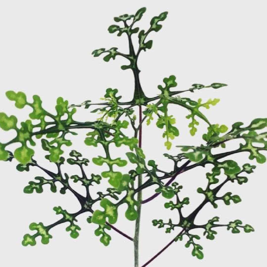 Adenia Perrieri Seeds