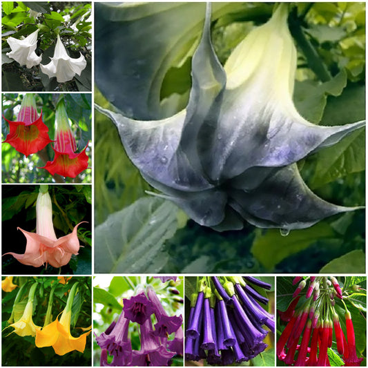 Angel Trumpet Datura Brugmansia Mix Seeds