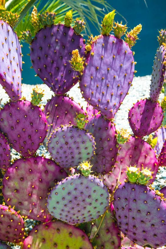 Biggest Sale🎉🌵🌵Santa rita cactus