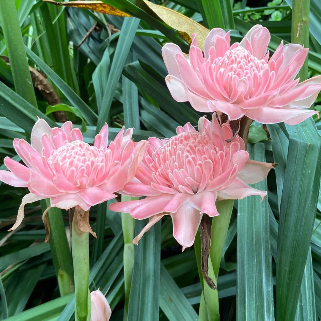 Pink Torch Ginger/Etlingera elatior Flower Seeds