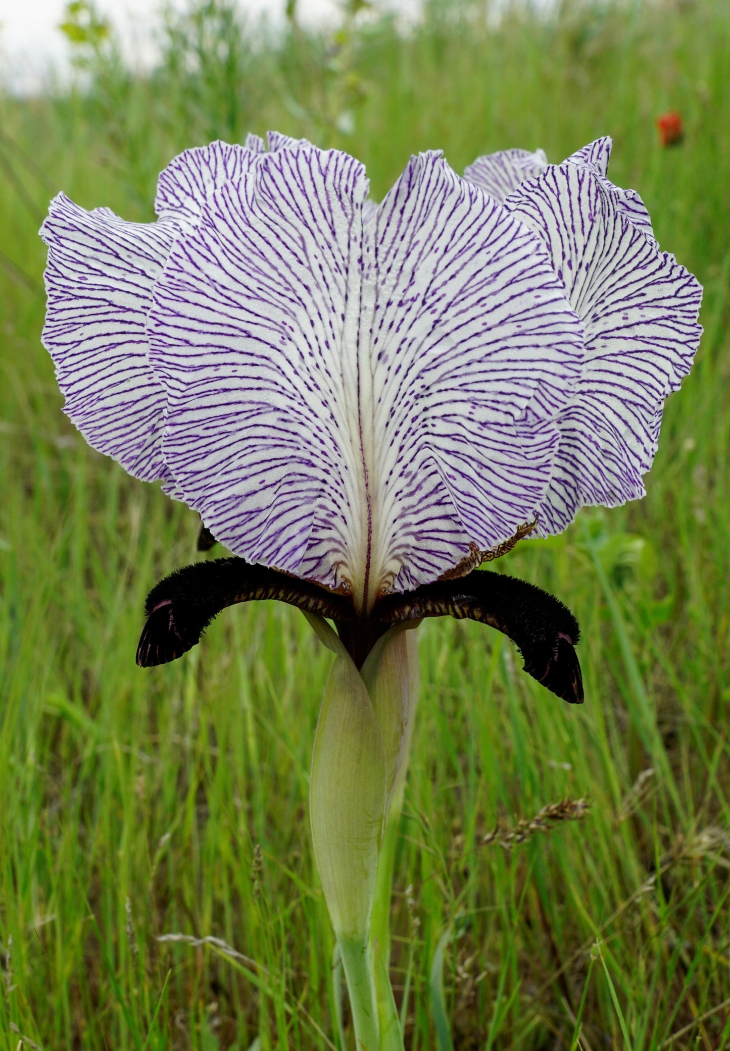Iris Paradoxa Forma Choschab