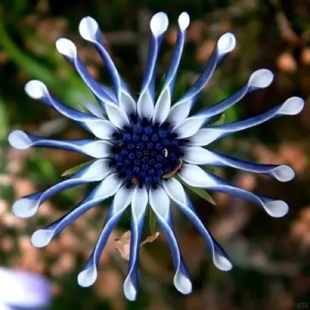 African Daisy Mixcolor Seeds