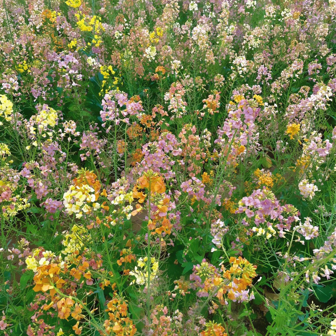 Colorful Rapeseed Flowers Mixcolor Seeds