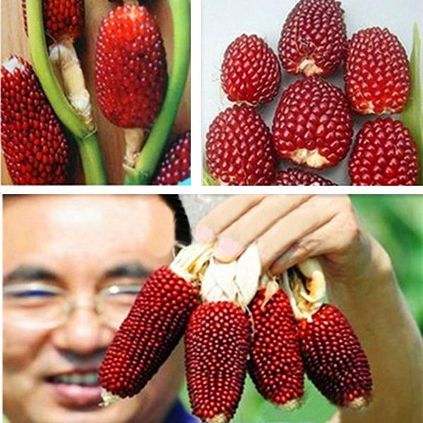 Egrow 100Pcs/Pack Jackfruit Strawberry Seeds Garden Plants Fruit Seeds