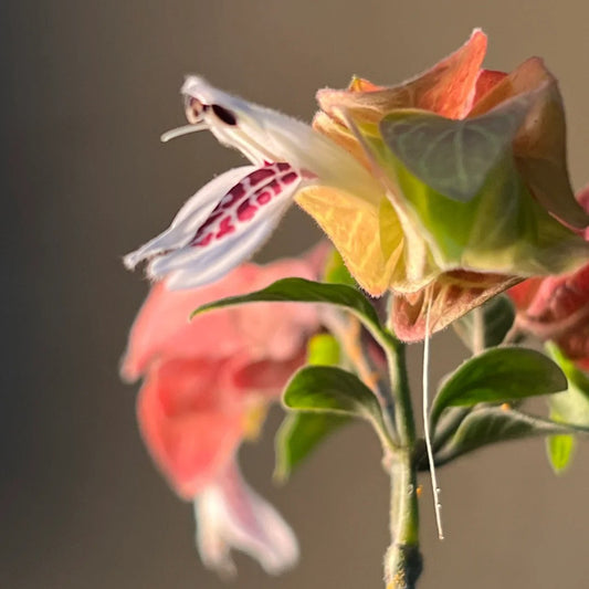 Justicia brandegeana seeds