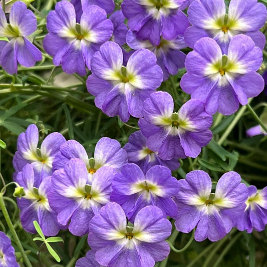 Tropaeolum tuberosum/Nasturtium-blue color Seeds