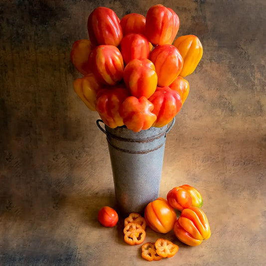 TOMATO, CALIFORNIA TULIP