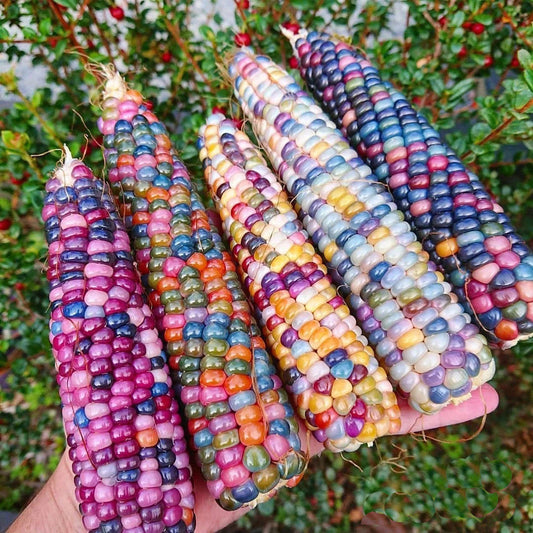 🌽Gem Sweet Corn Seeds