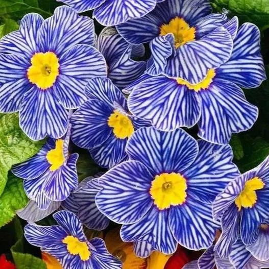 Primula acaulis 'Zebra Blue' Seeds