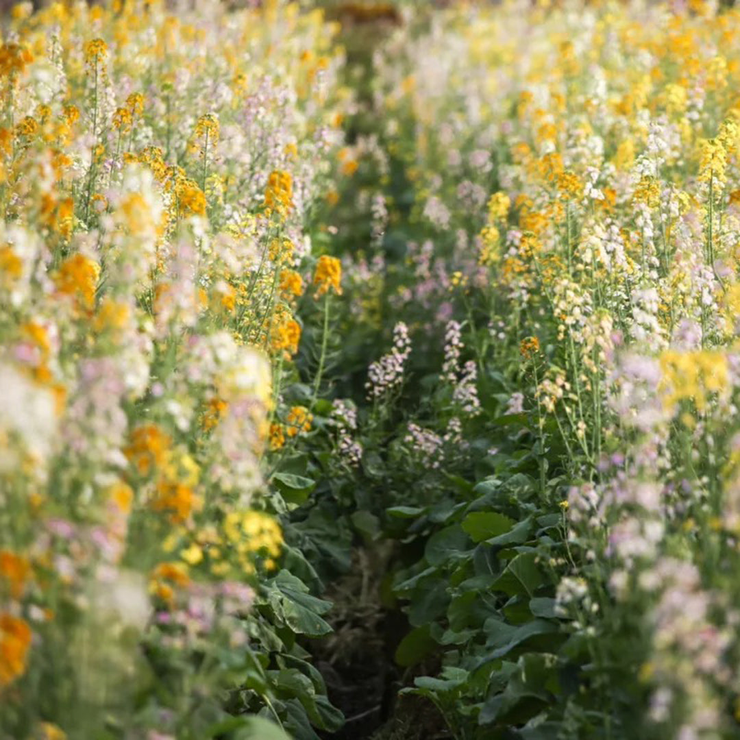 Colorful Rapeseed Flowers Mixcolor Seeds