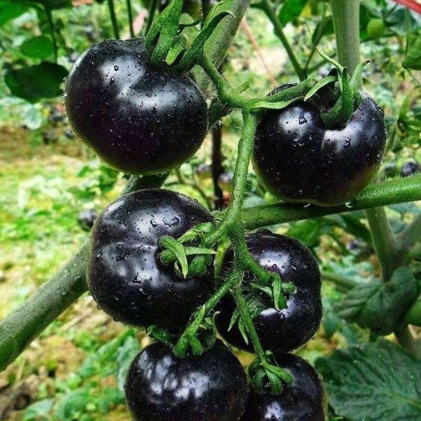 The most popular fruit🏆-Black Pearl Tomato🍅