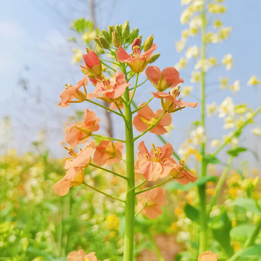 Colorful Rapeseed Flowers Mixcolor Seeds
