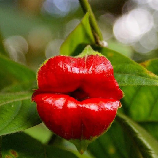 Red Hot Lips Flower/Psychotria Elata Seeds