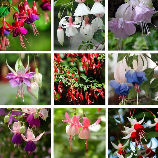 🔥🔥🔥Best Selling worldwide in 2025🔥- Perennial Campanula Flower Seeds