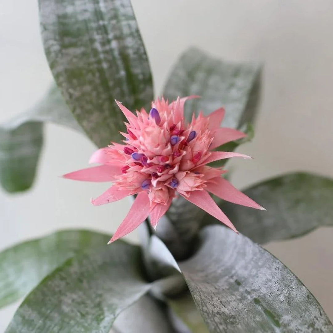 Aechmea Fasciata seeds