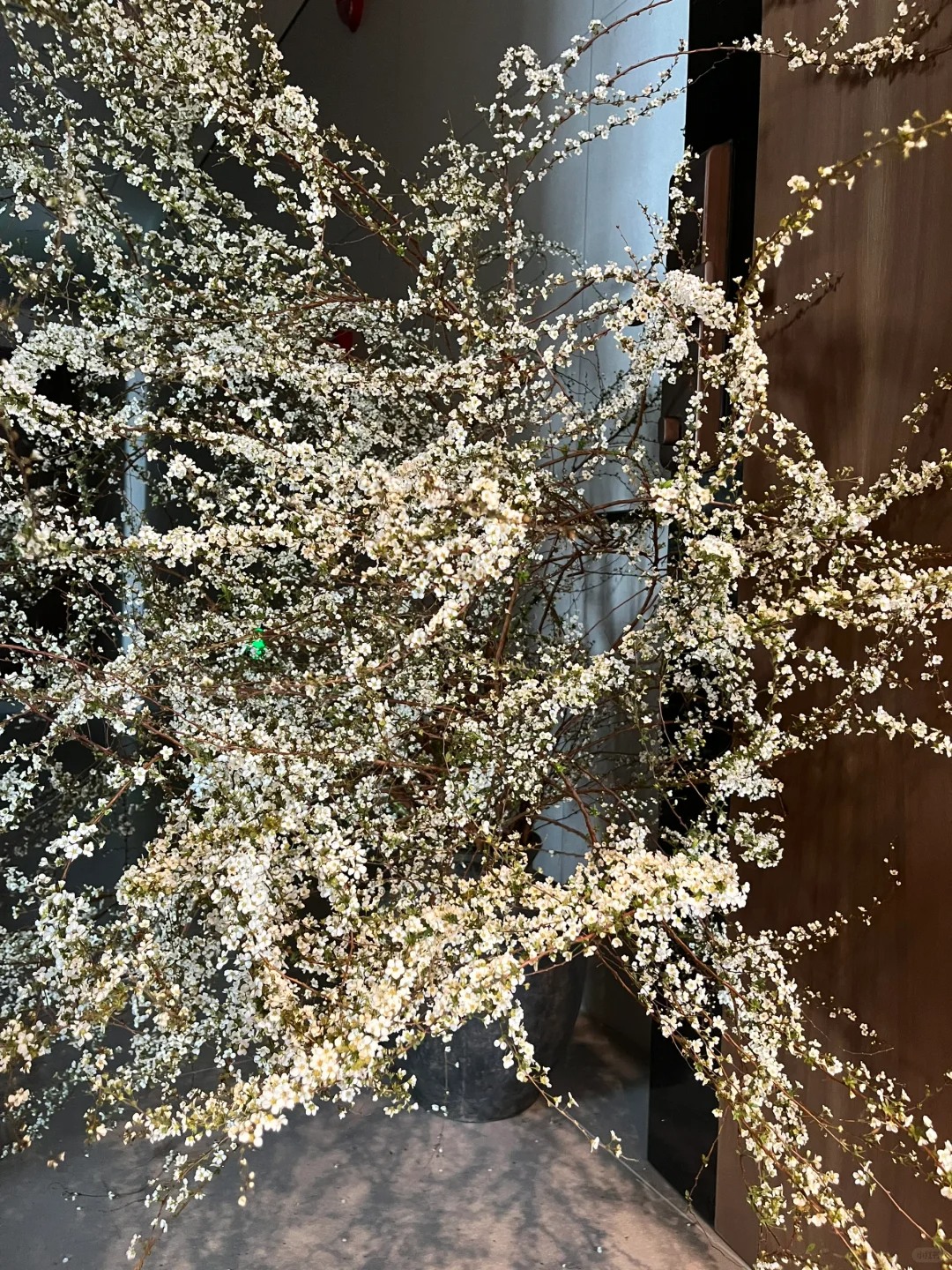 🔔50% off-A snowflake at home in winter ❄️~ Snow Willow