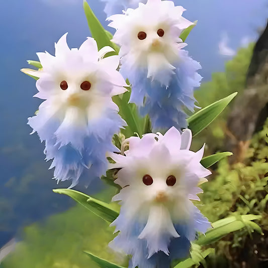 🌳 Top quality plants!Cat's eye dazzle×Blue