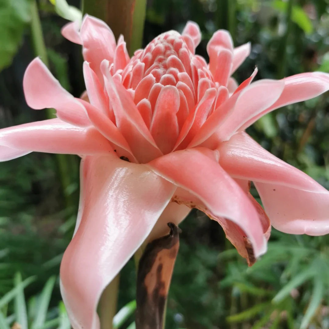 Pink Torch Ginger/Etlingera elatior Flower Seeds