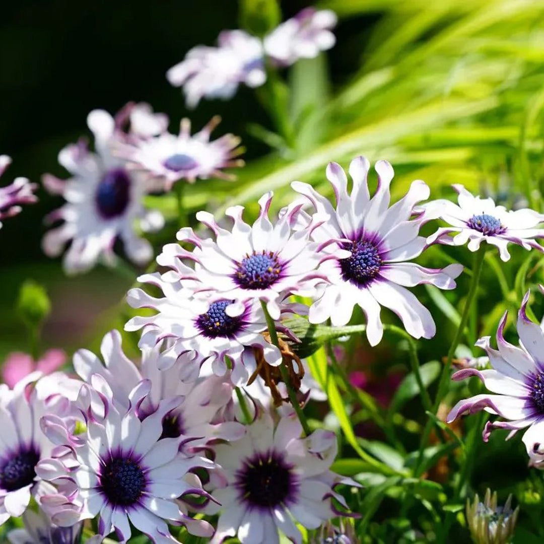 African Daisy Mixcolor Seeds