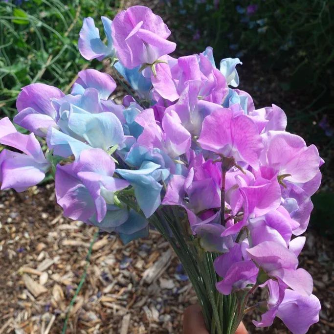 Sweet Pea 'Turquoise Lagoon'
