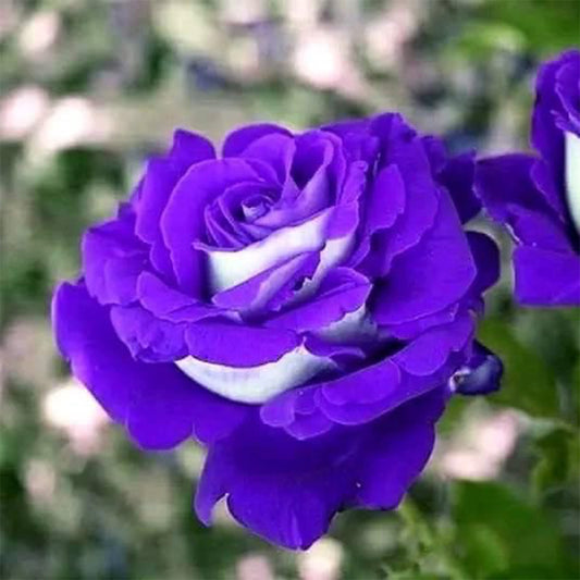 Rare Purple-White Rose Seeds