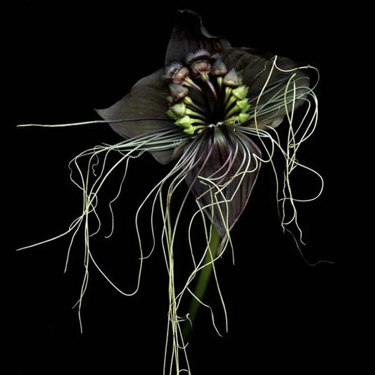 Black bat flower Seeds