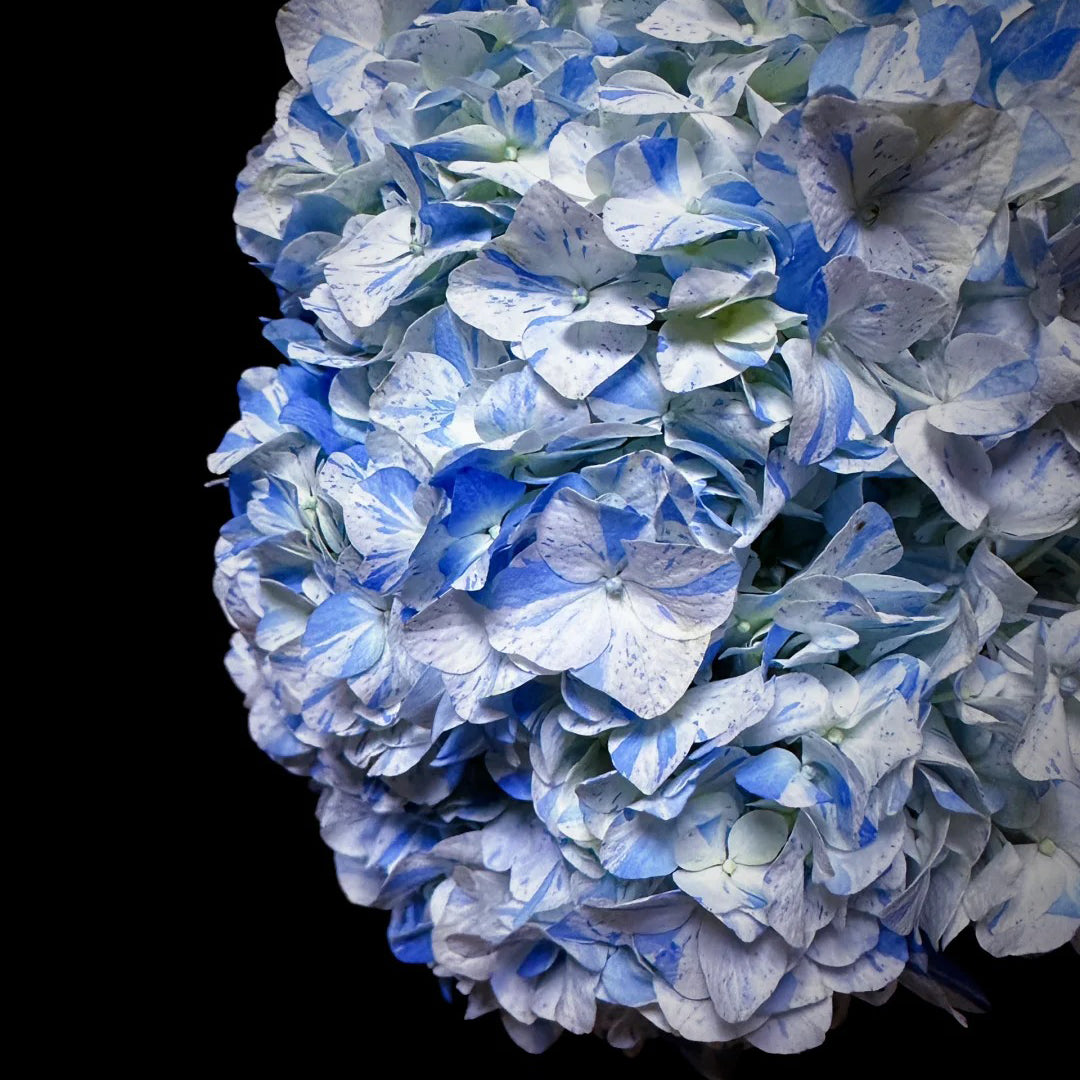Hydrangea macrophylla "blue meteor shower" Seeds