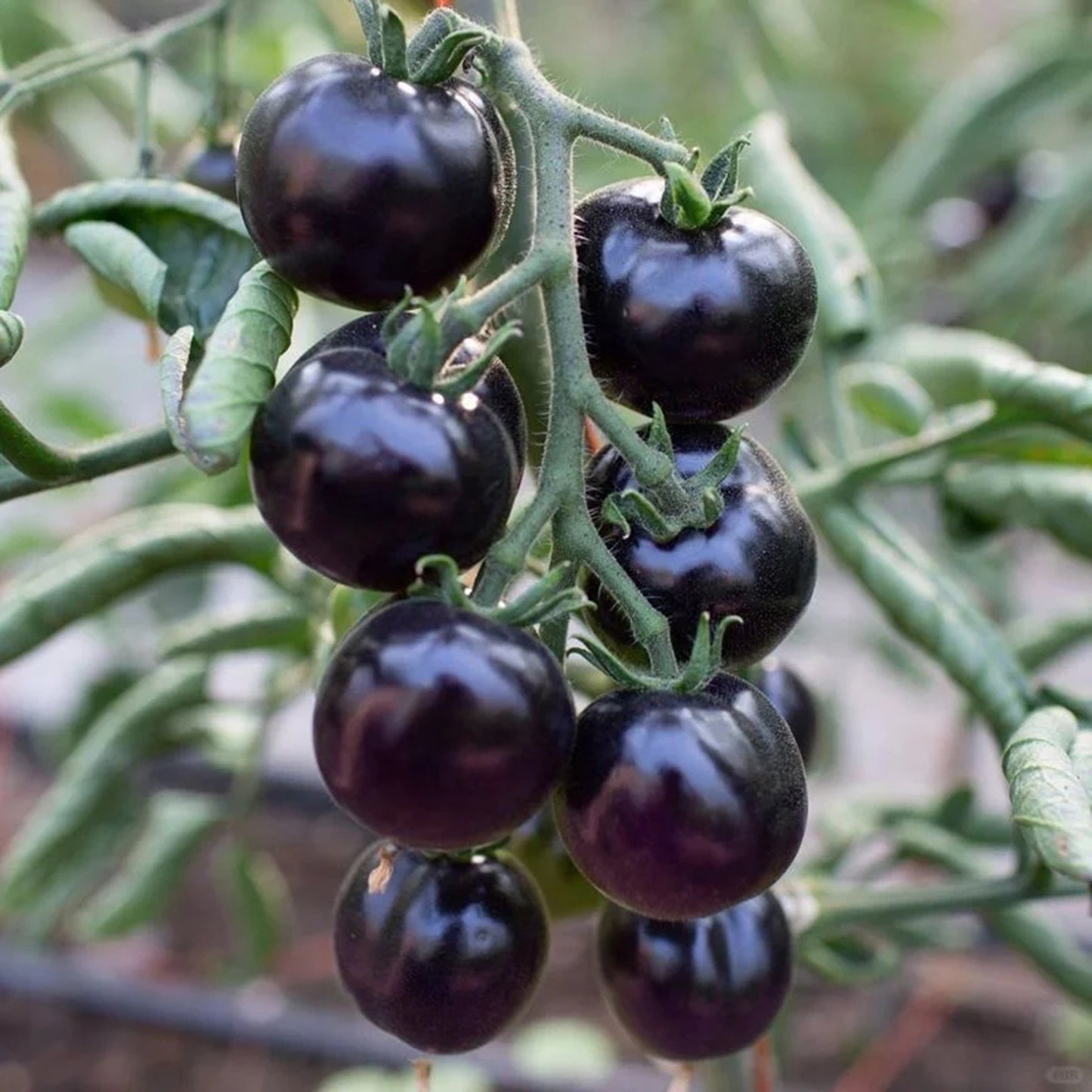 The most popular fruit🏆-Black Pearl Tomato🍅