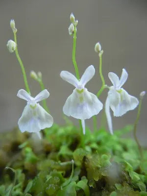 Utricularia Sandersonii