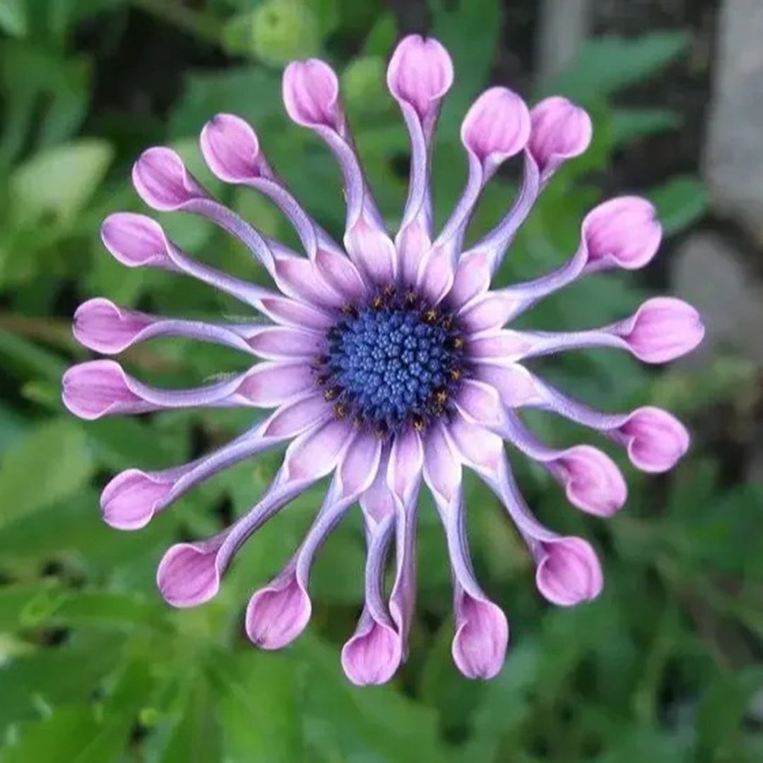 African Daisy Mixcolor Seeds