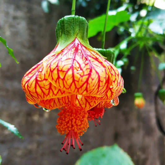 Red-Veined Abutilon(Red Vein Chinese Lanterns) seeds