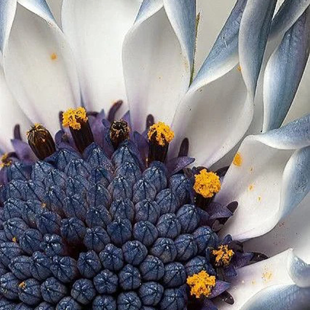 African Daisy Mixcolor Seeds