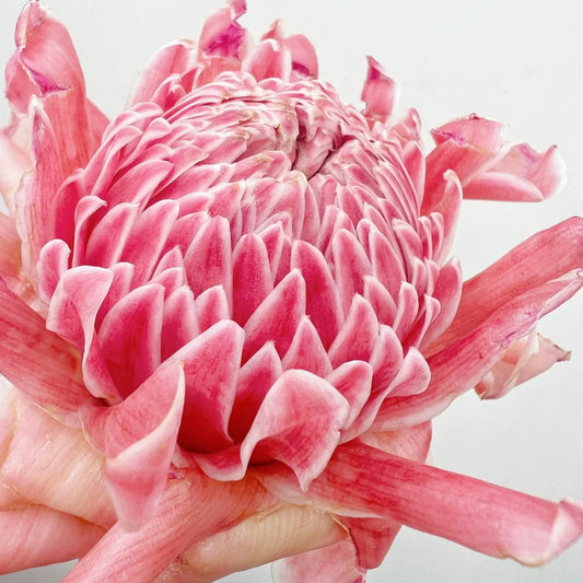 Pink Torch Ginger/Etlingera elatior Flower Seeds