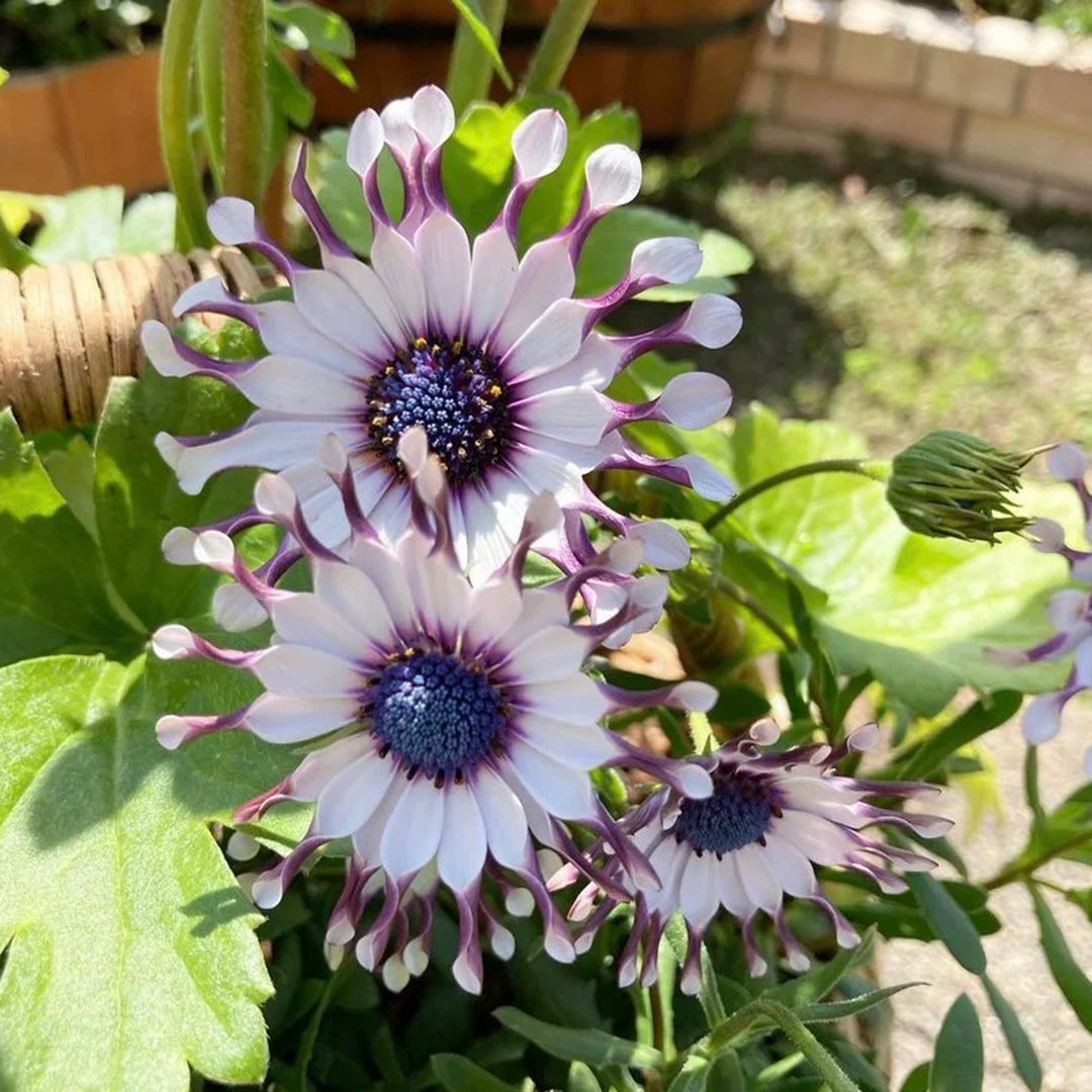African Daisy Mixcolor Seeds