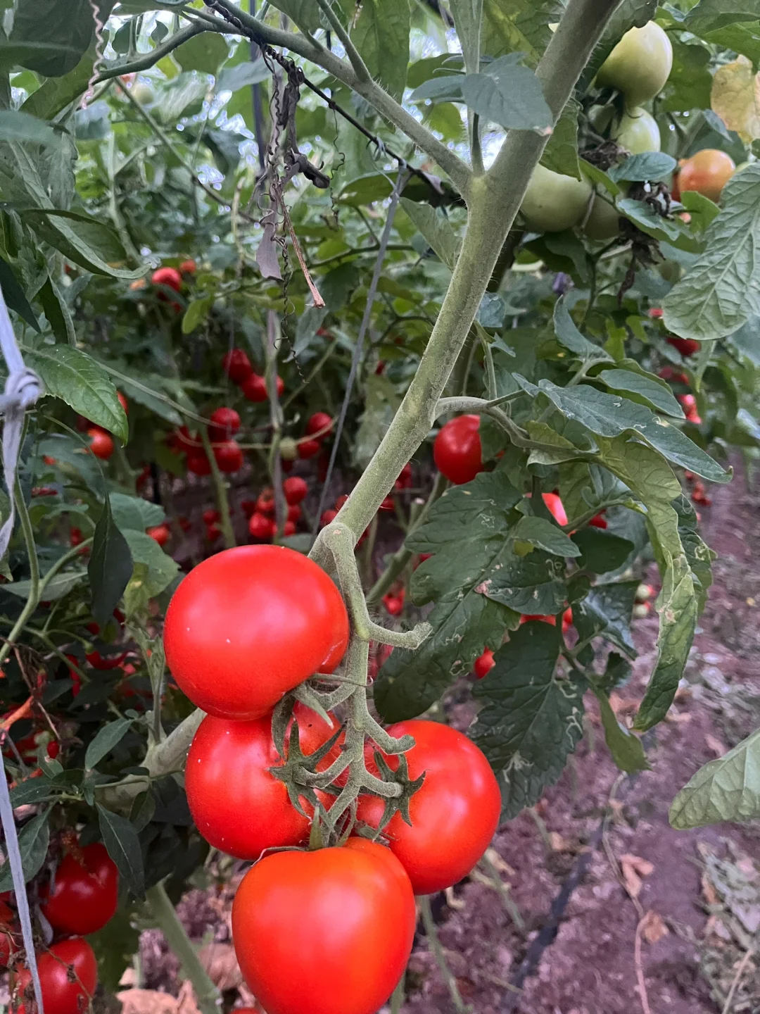 Sandy, soft and sweet - 🍅Sandy tomatoes