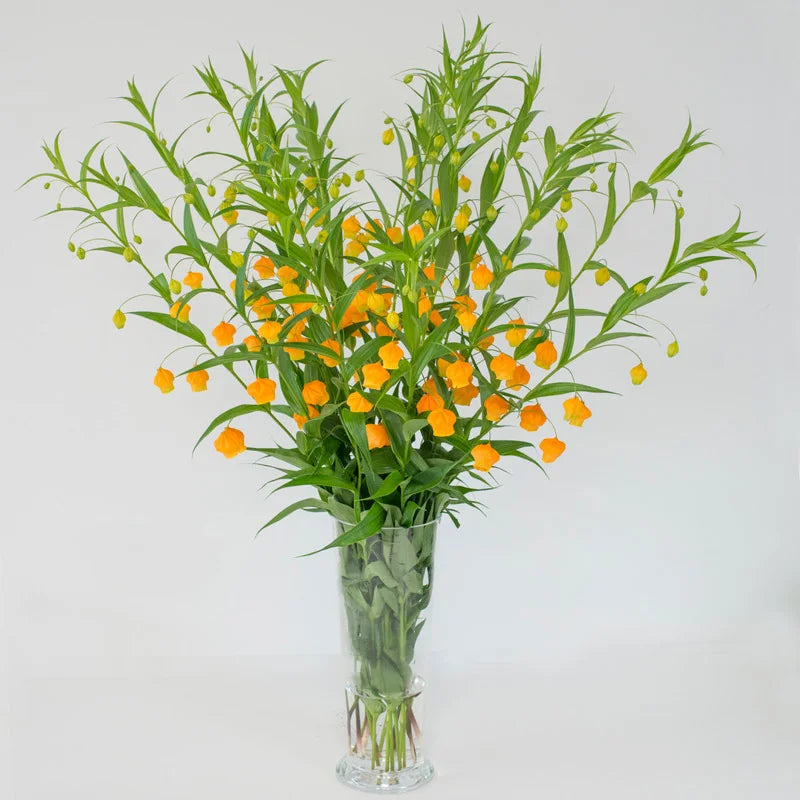 CHINESE LANTERN LILY (SANDERSONIA)