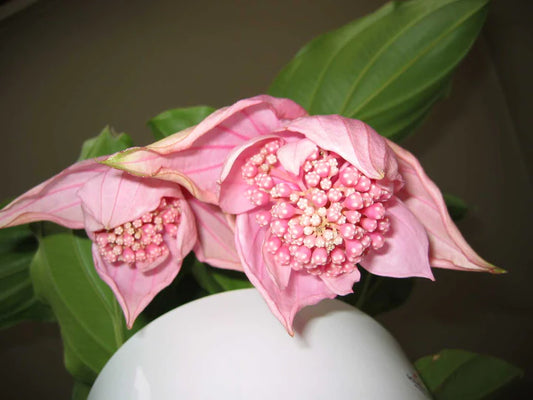 Chandalier Magnifica Medinilla Plant Live Well Rooted Starter Plant Rare home garden