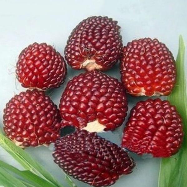 Egrow 100Pcs/Pack Jackfruit Strawberry Seeds Garden Plants Fruit Seeds