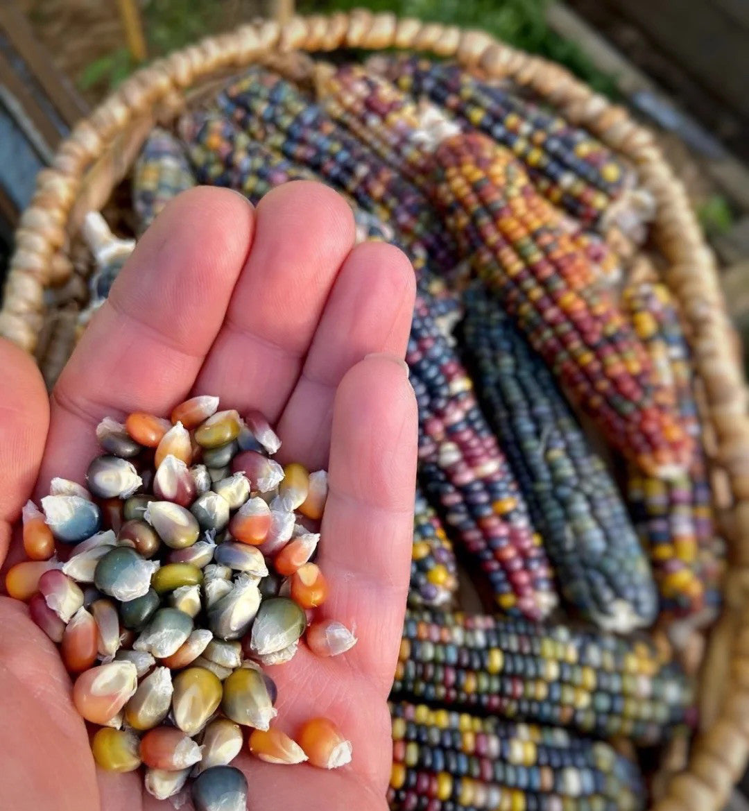 🌽Gem Sweet Corn Seeds
