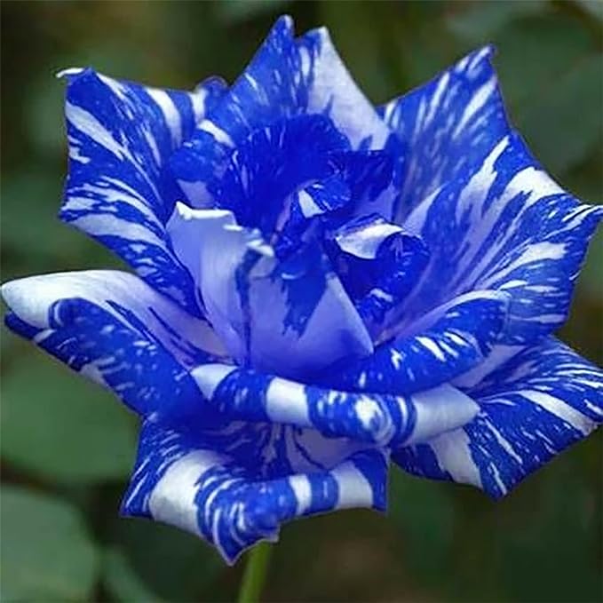 Blue Dragon Rose Seeds-Perennial -Authentic Seeds