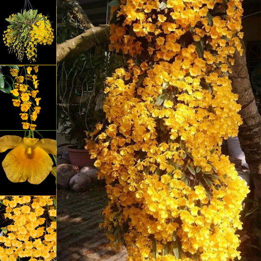 Dendrobium lindleyi Seeds