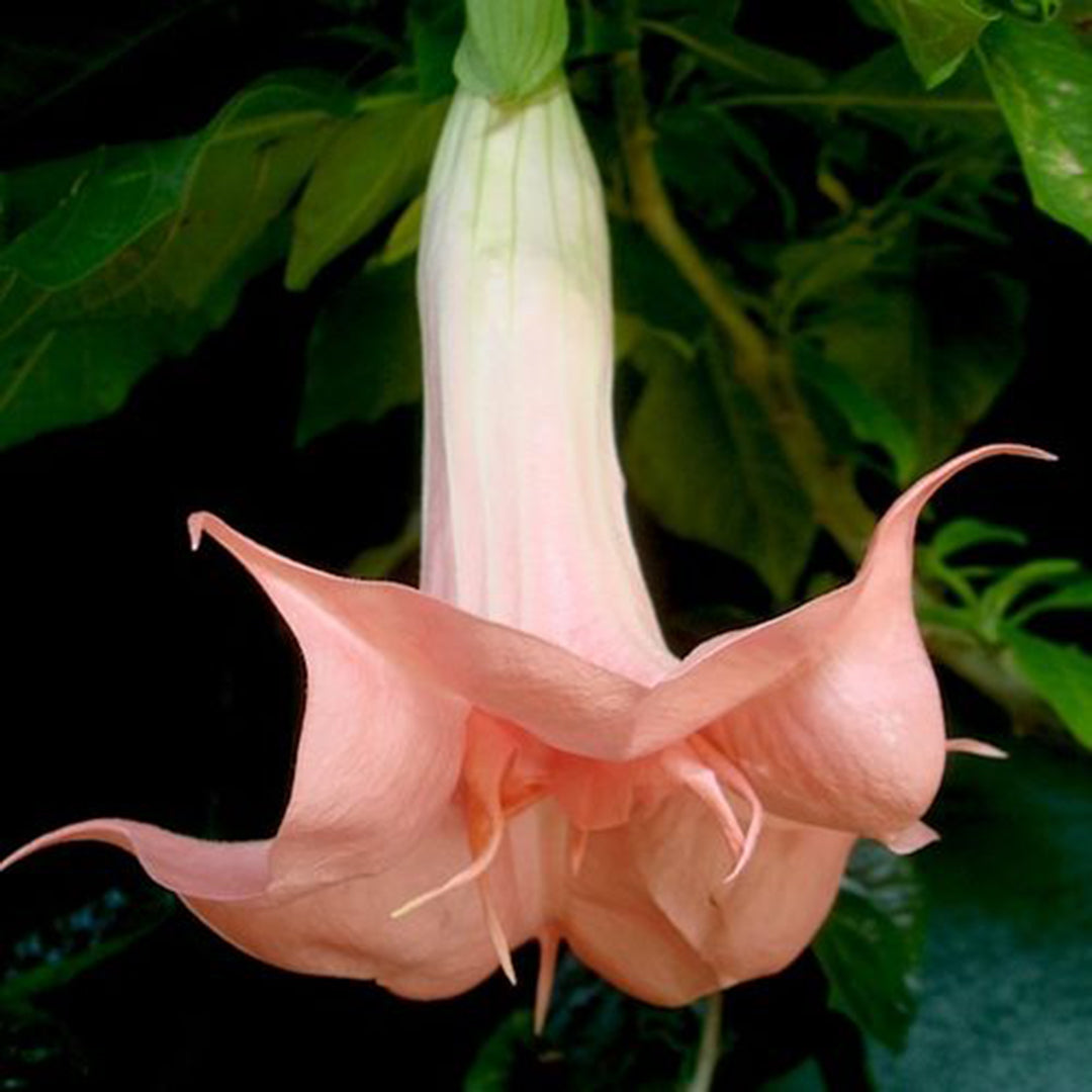 Angel Trumpet Datura Brugmansia Mix Seeds