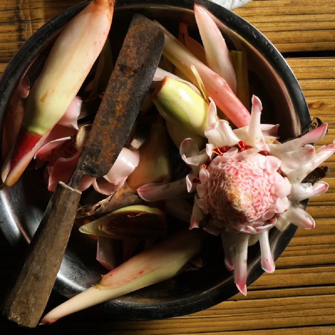 Pink Torch Ginger/Etlingera elatior Flower Seeds